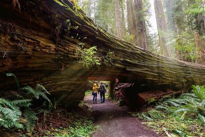 Touristen im Redwood Nationalpark